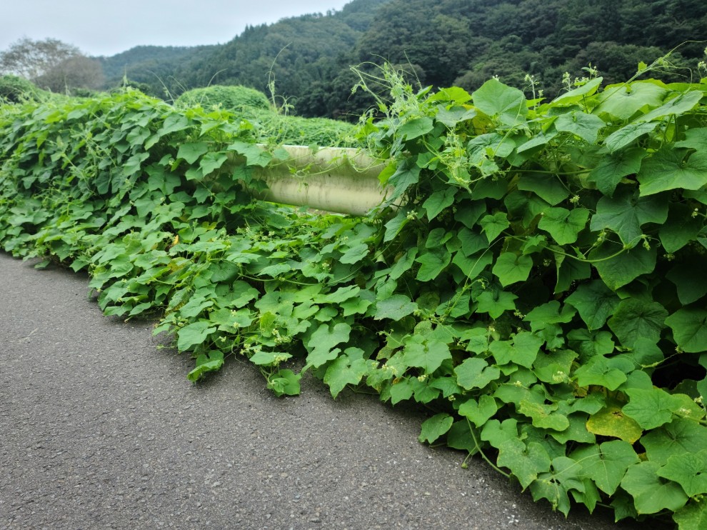 넝쿨제거