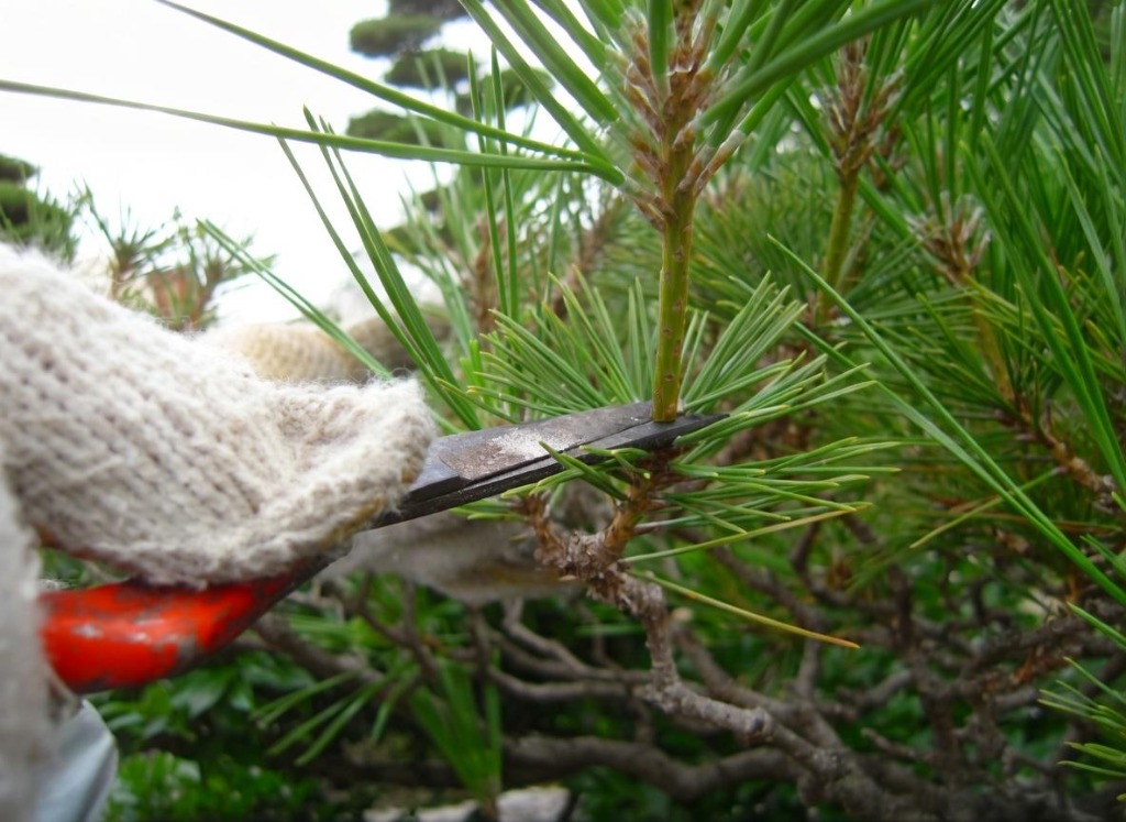 병해충 방제 작업 - 수목 방제 전문