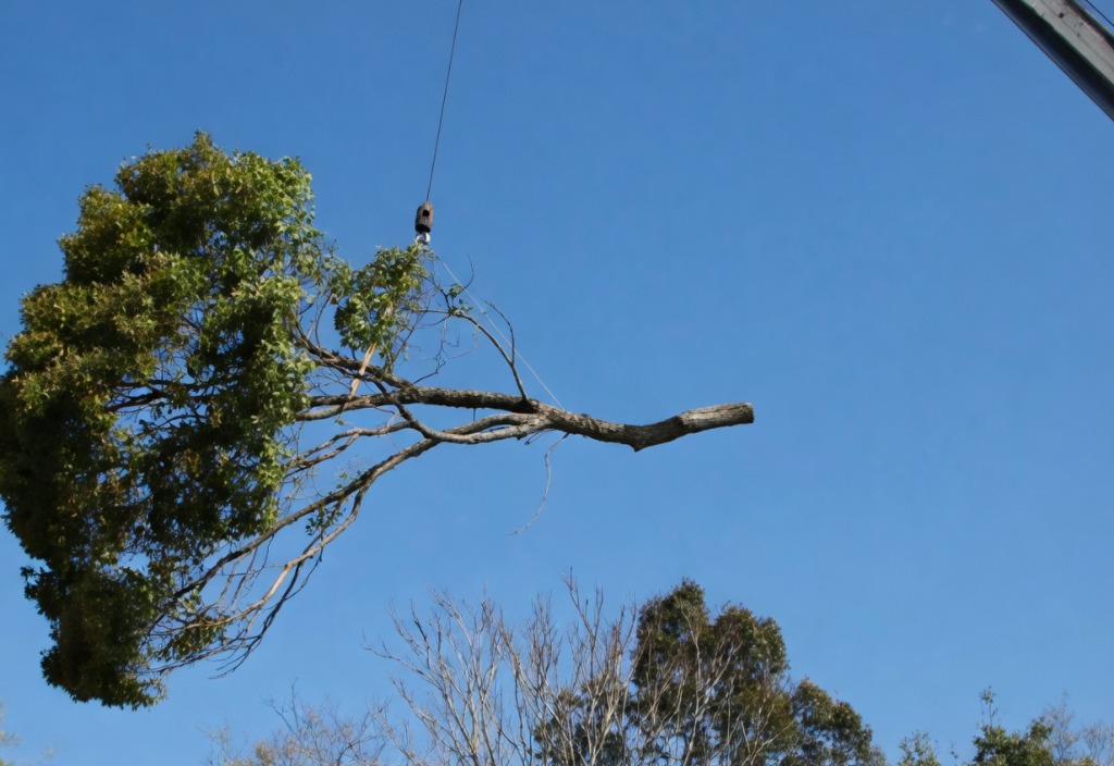 가지치기 작업 현장 - 초록손조경건설
