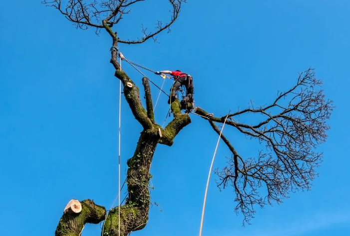 나무제거 작업 현장 - 초록손조경건설